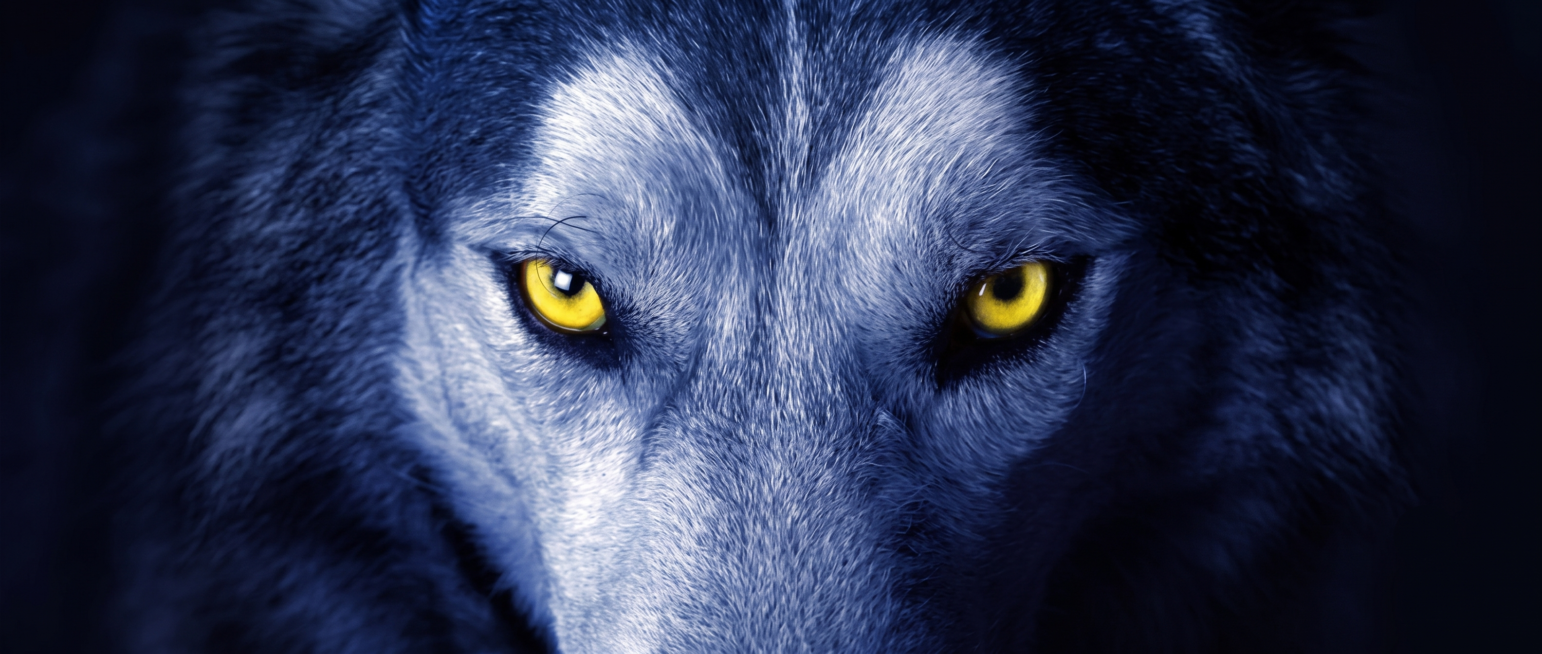 羊狼道 Wolf